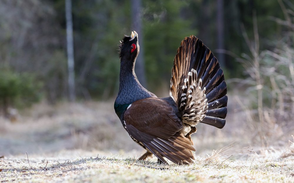 Гимн весне. Глухарь.