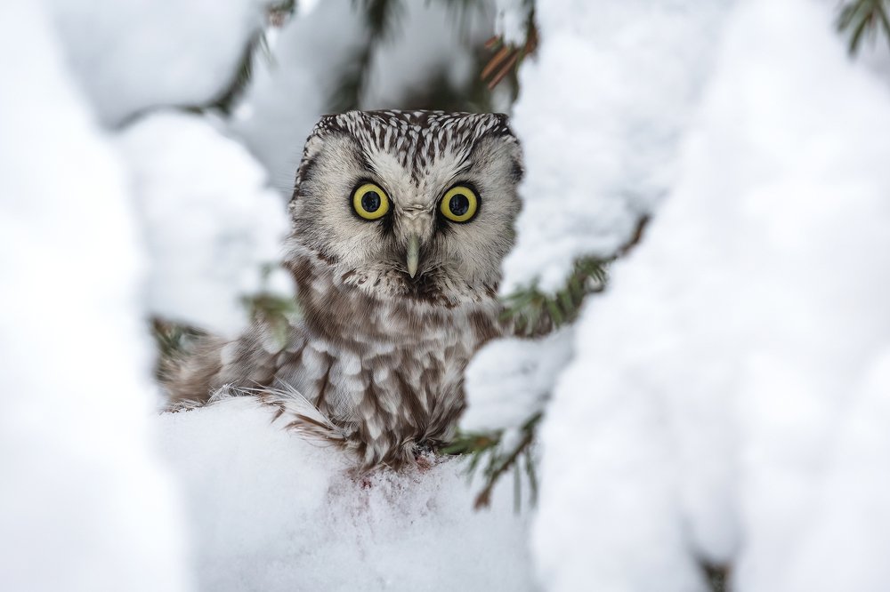 Подснежник. Сыч мохноногий.
