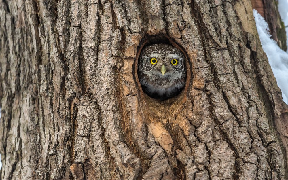Мой дом - моя крепость.