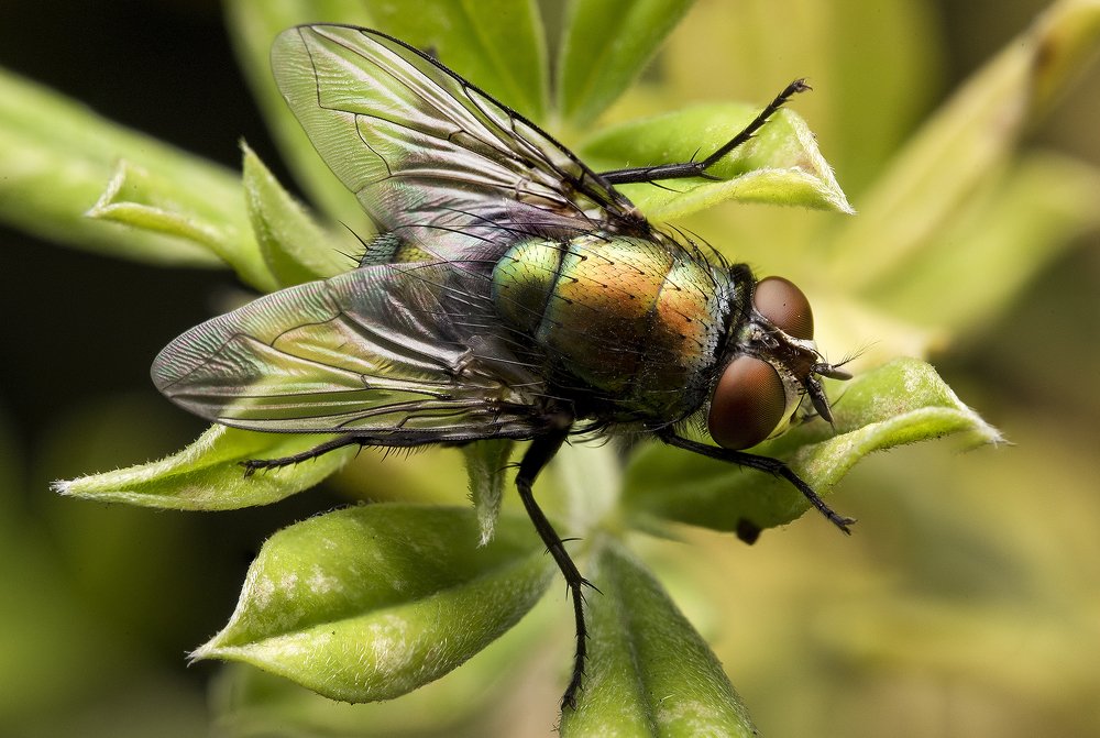 Photograph by Luciano Richino