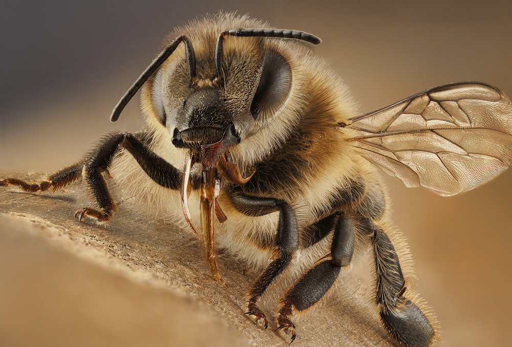 Photograph by Luciano Richino