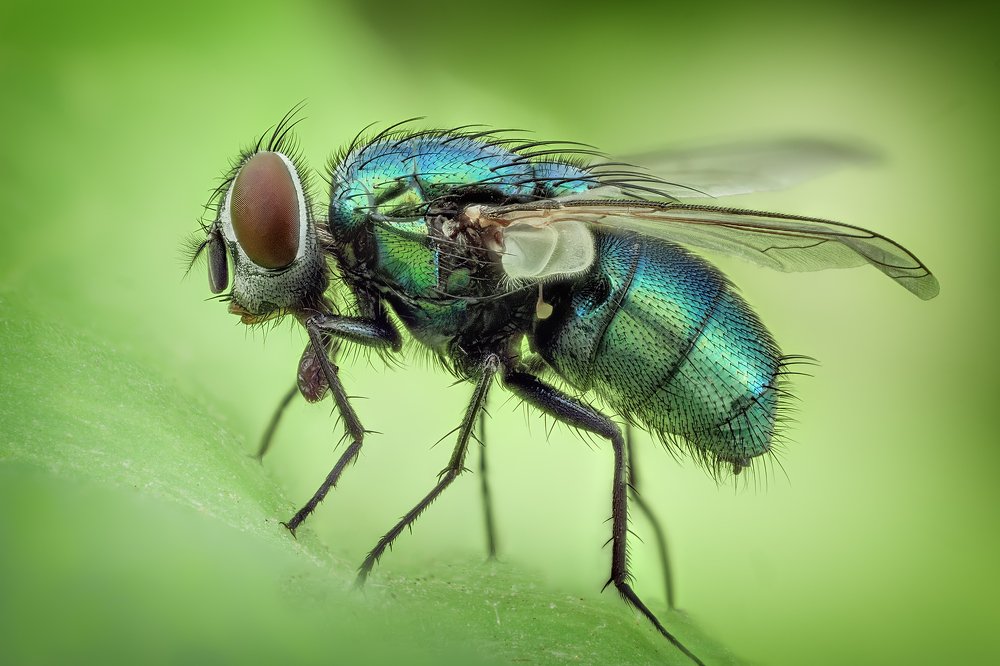 Calliphoridae
