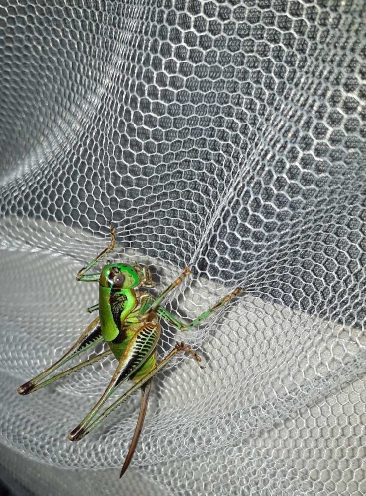 Climbing and no playing cricket