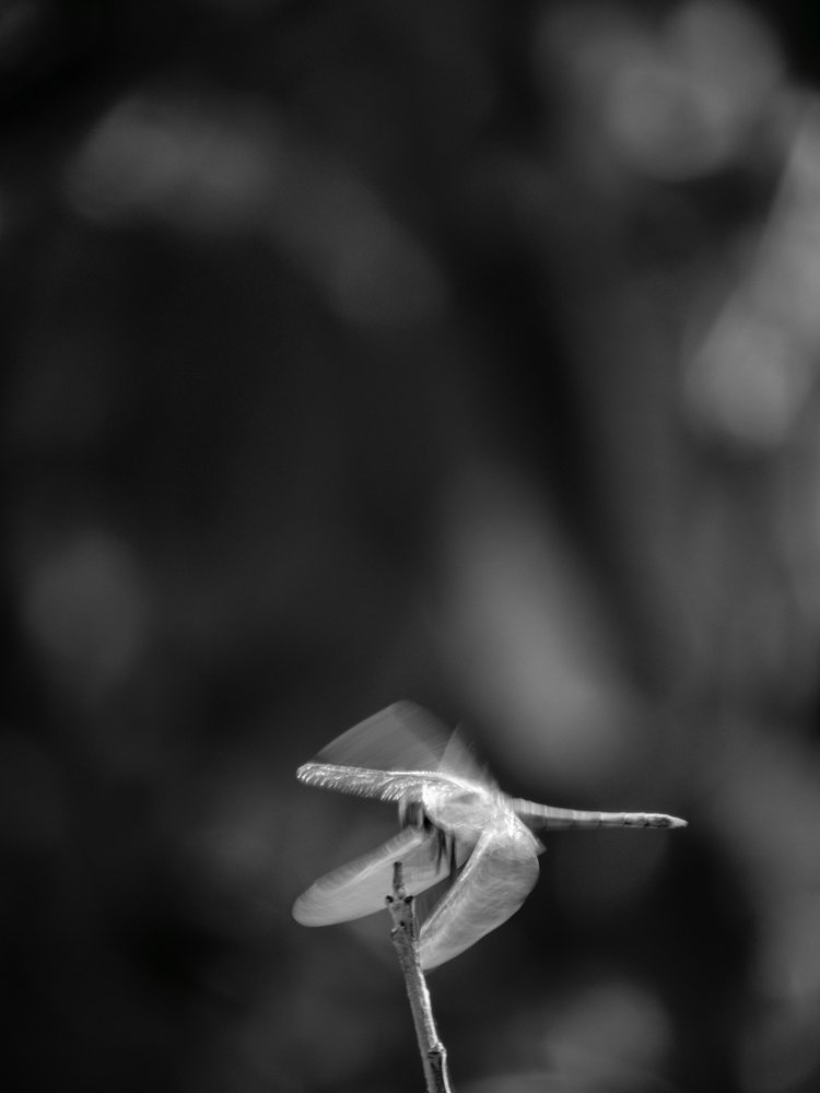 Photograph by Bahrami Ashkan