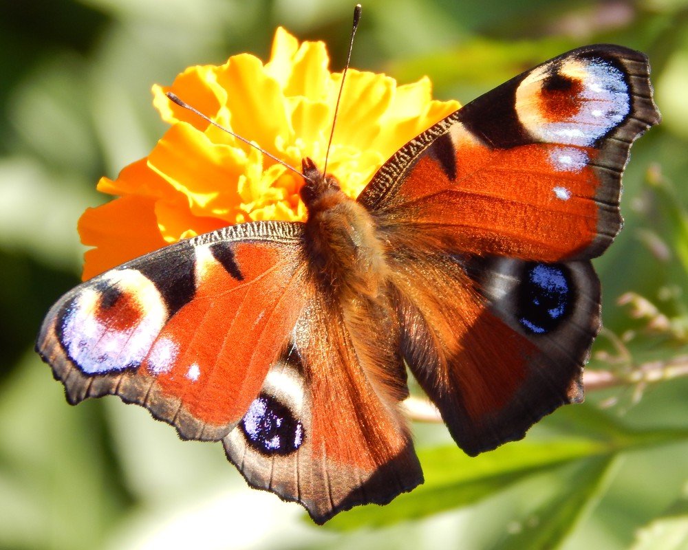 Photograph by Ирина Самойленко