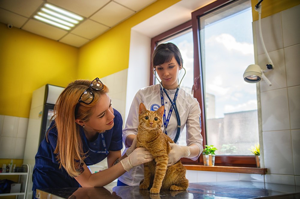 Фотография автора Иван Сафронов