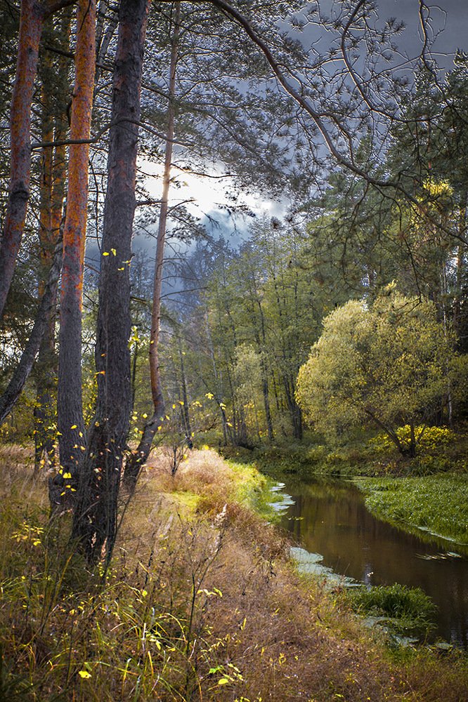 Светлый луч в лесном царстве.