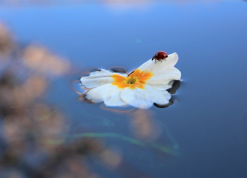 Уплываю на своём цветочном корабле