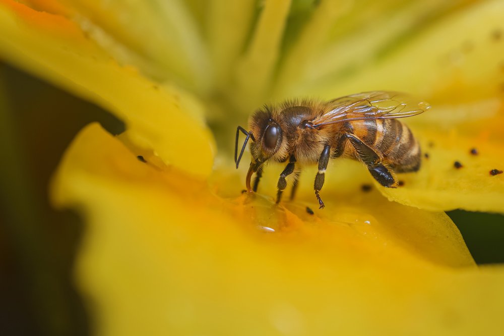 Photograph by Максим Вышарь