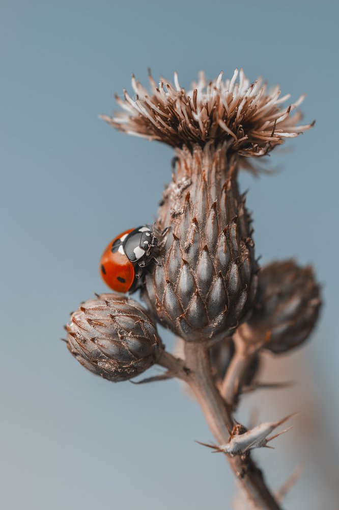 Photograph by Максим Вышарь