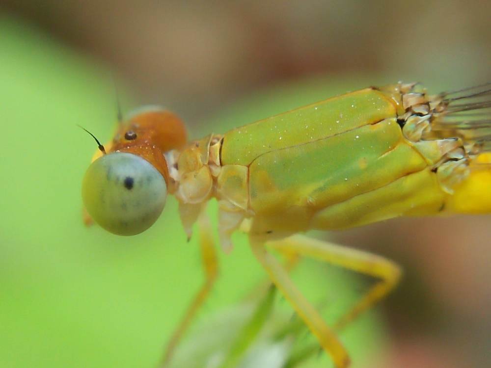 Green damselfly