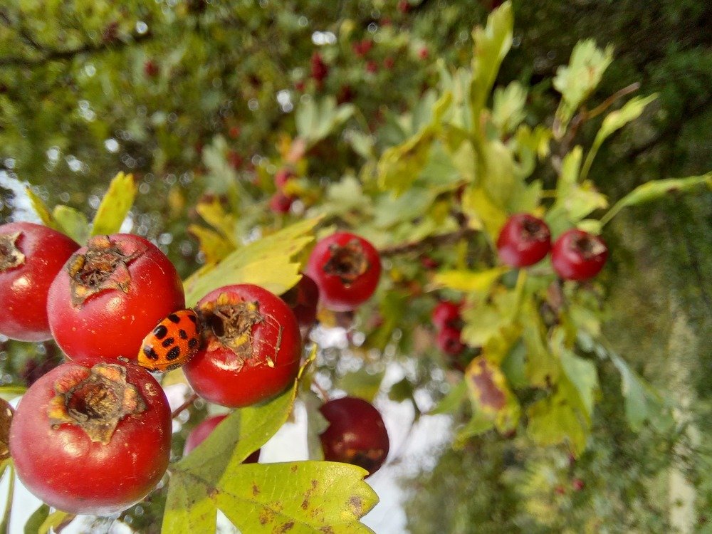 Photograph by Наталія Дронюк