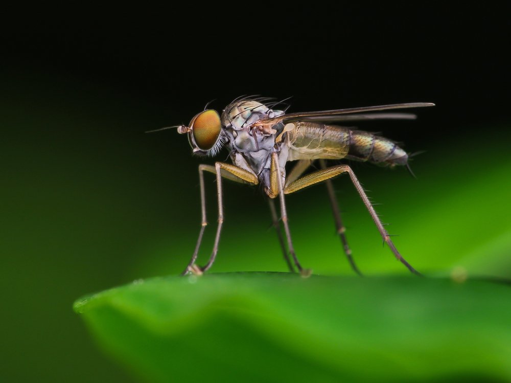 Photograph by Bidyut Kalita