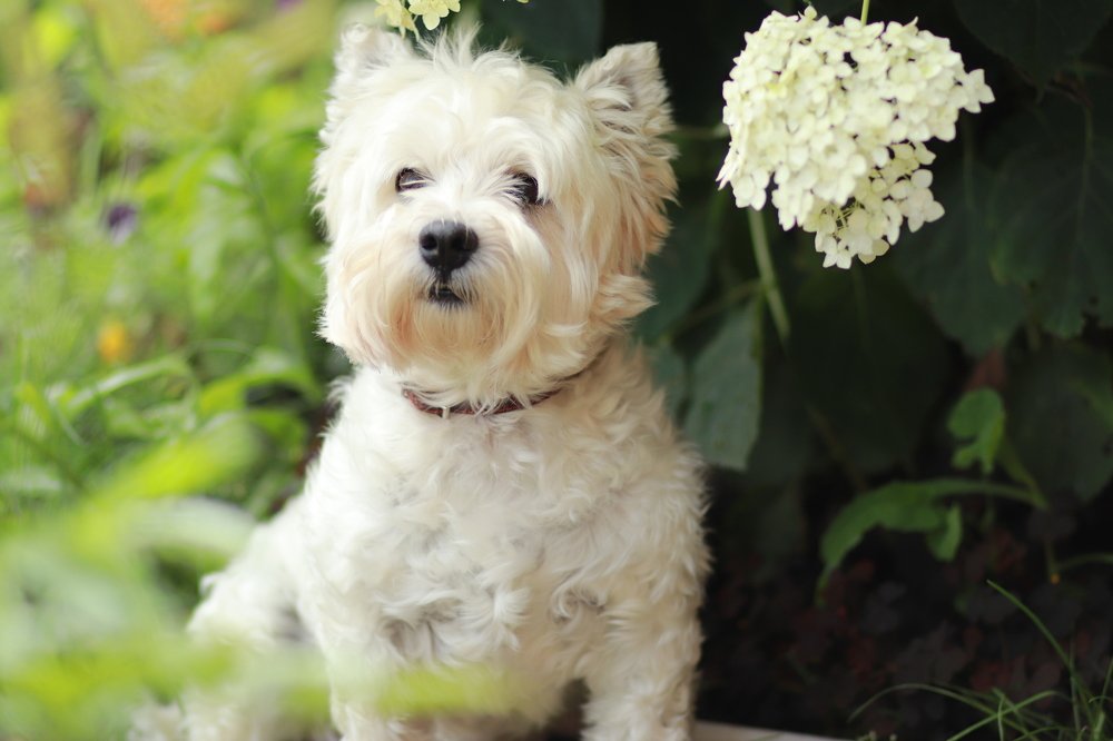 Плюшевый мишка