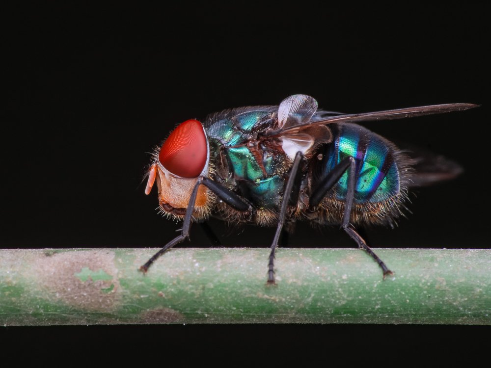 Photograph by Bidyut Kalita