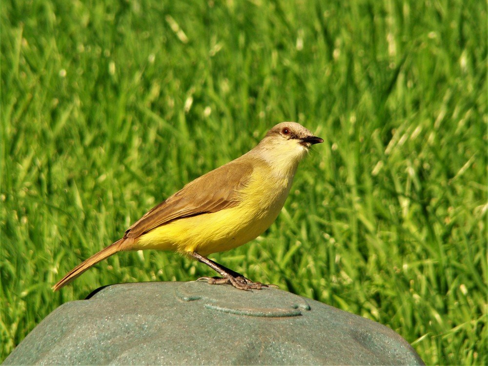 Фотография автора OSMIR ZANETTE