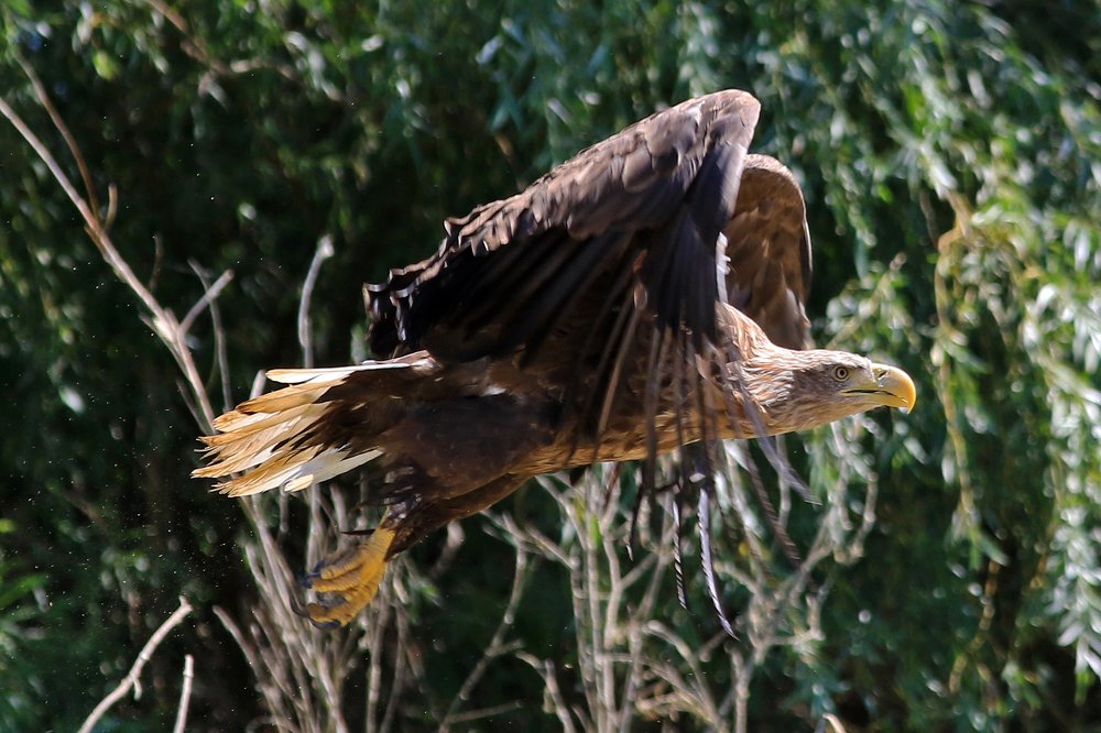 Фотография автора Олег Сенников