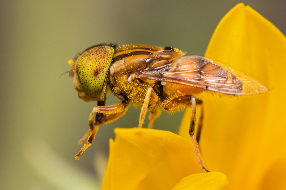 Photograph by sushil bhattarai