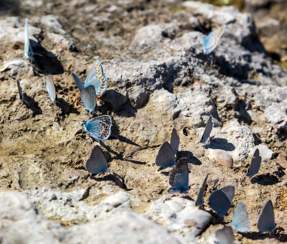 Photograph by Эльвира Сагдиева