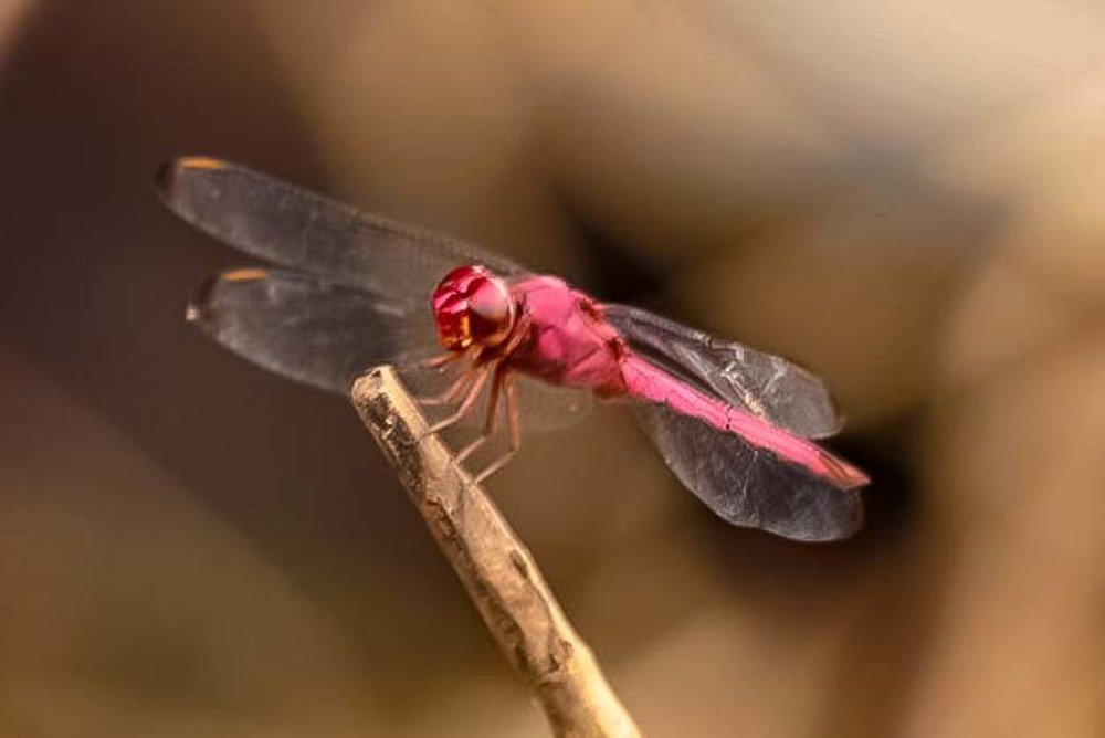 Photograph by Fernando de Jesus Costa