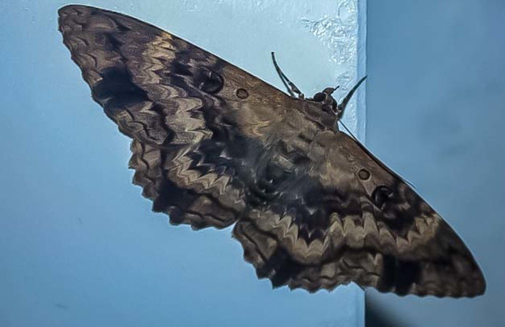 Photograph by Fernando de Jesus Costa