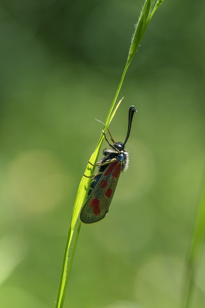 Photograph by Александр Земляной