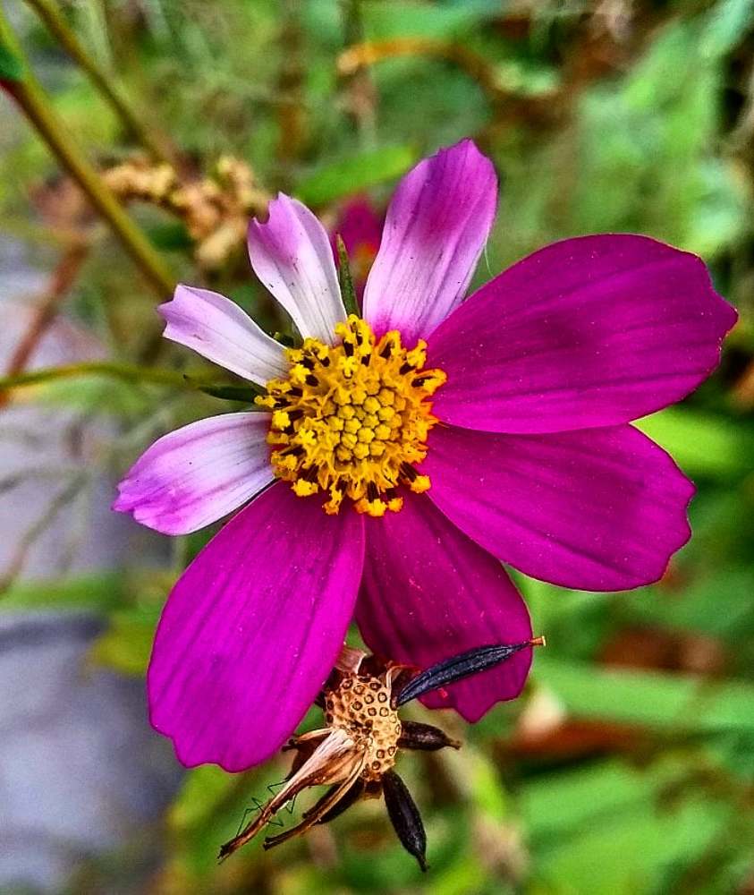 Осенние цветы