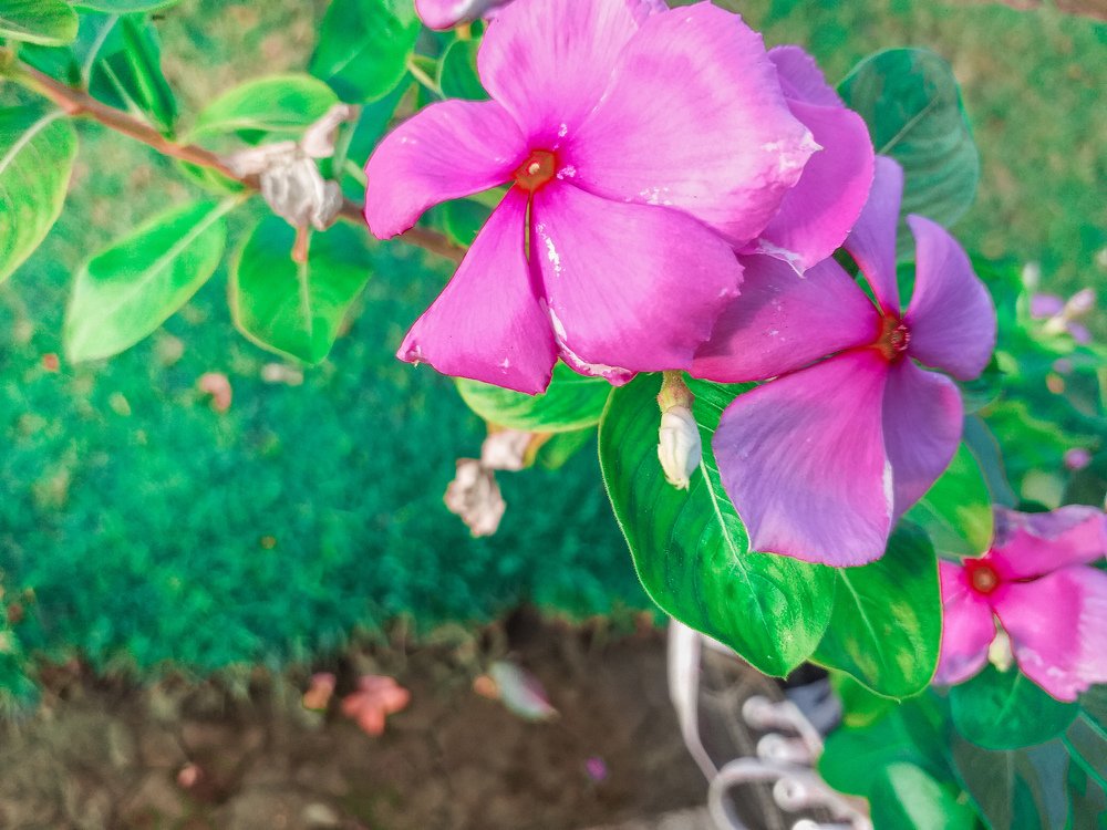 Photograph by Kevin Pimentel