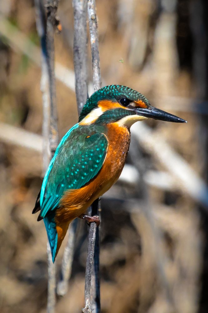 Photograph by Кобец Дмитрий