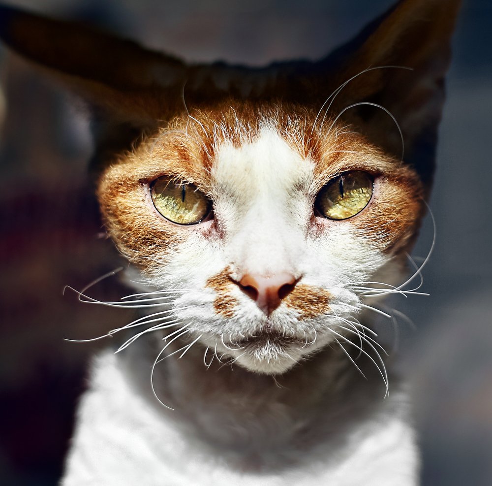 Photograph by Анастасия Запсельская