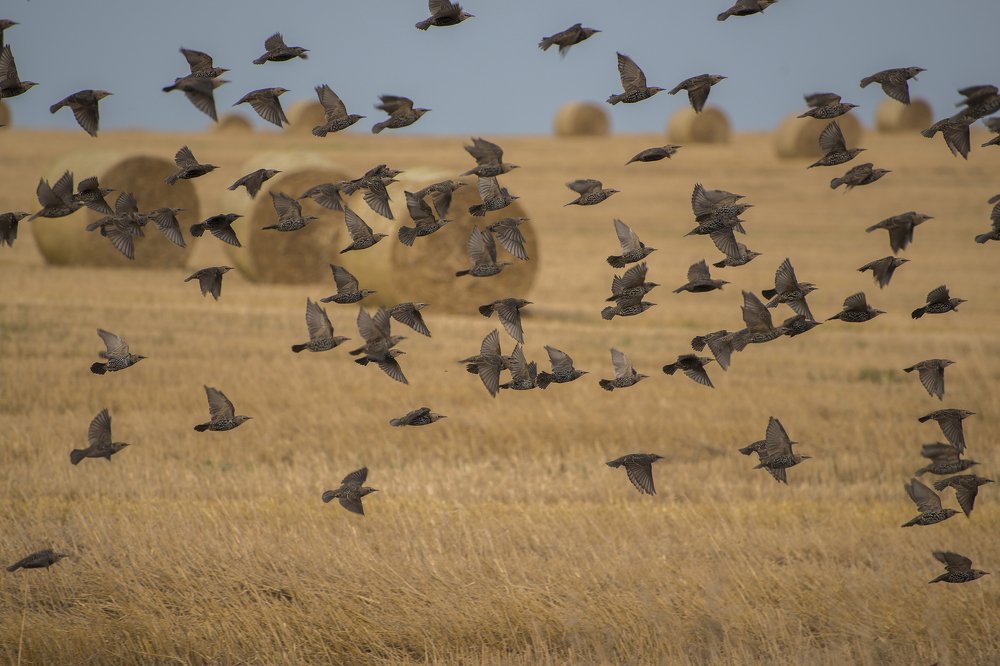 Photograph by Владимир Крышковец