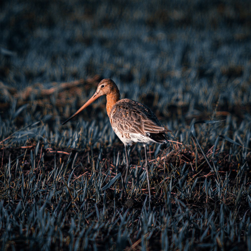 Photograph by Антон Мингалев