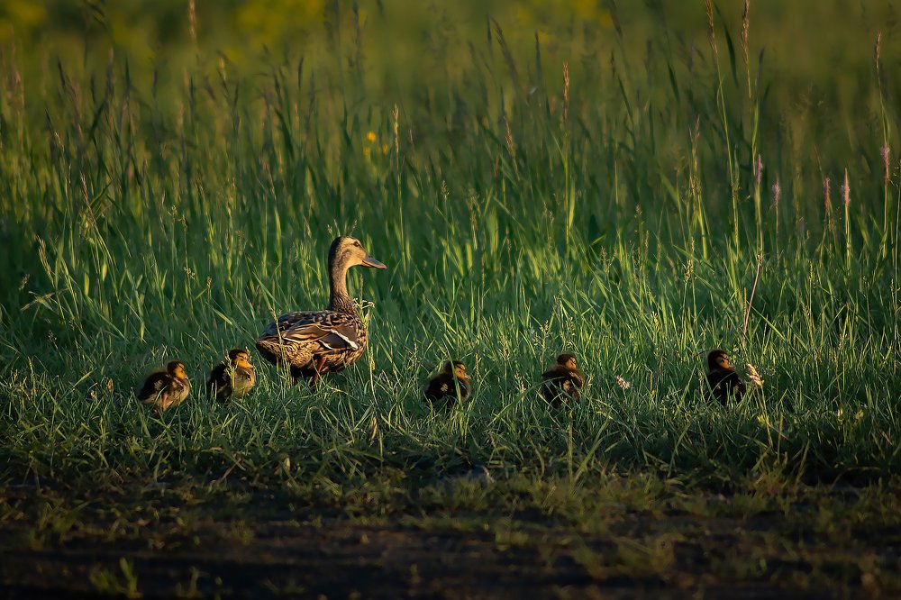 Photograph by Антон Мингалев