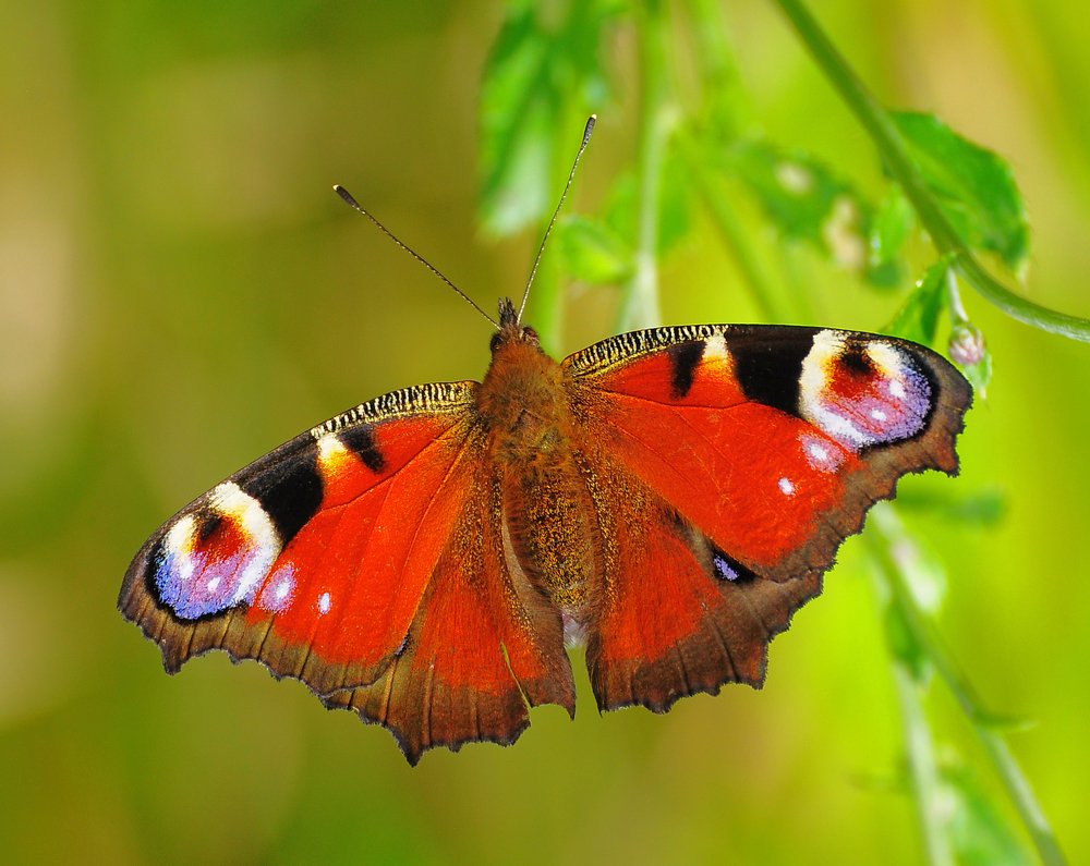 Фотография автора Антип