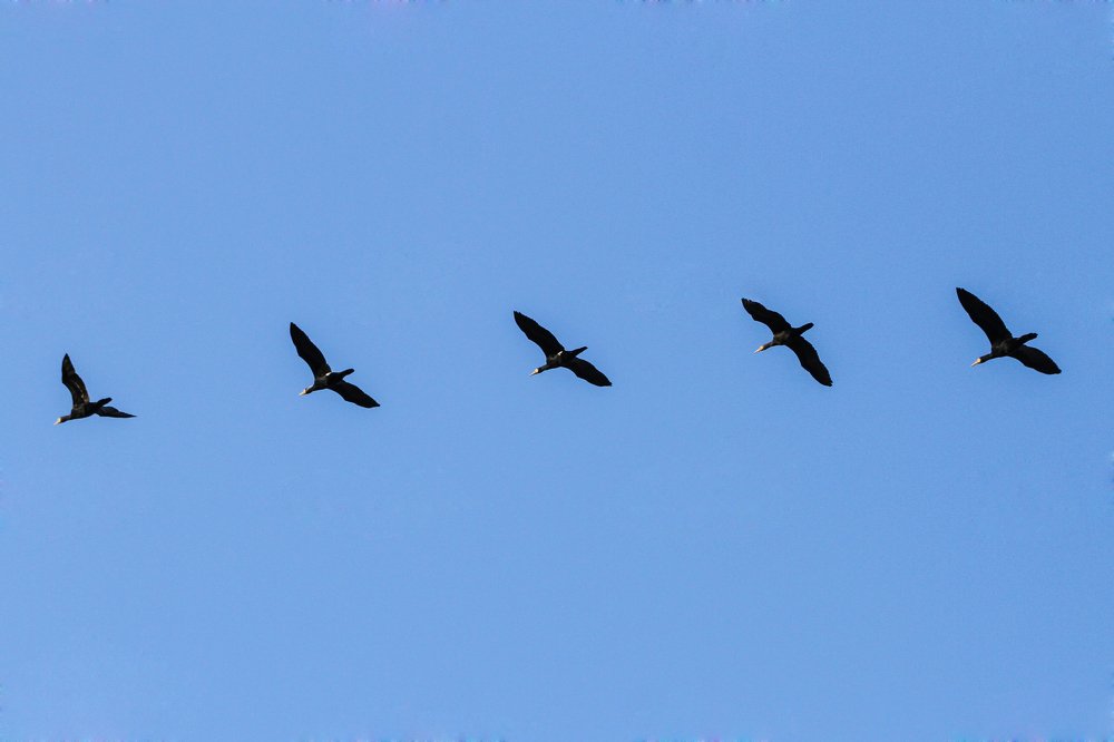 Birds 2020 - Migratory birds