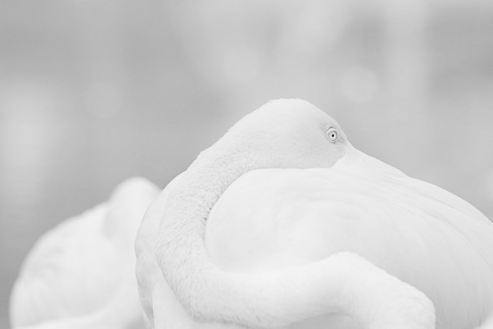 Photograph by abbas valadi