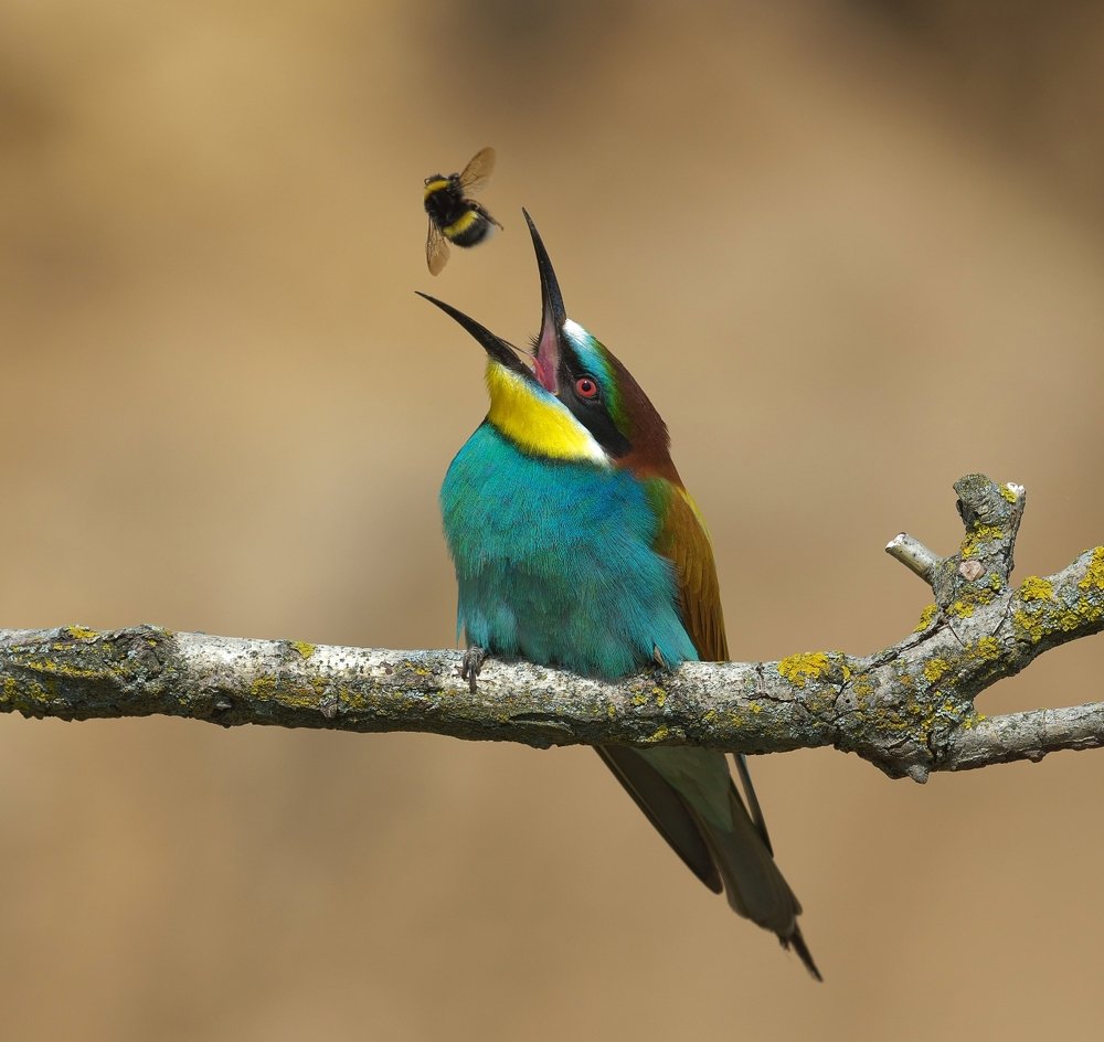 Салют любимому лакомству