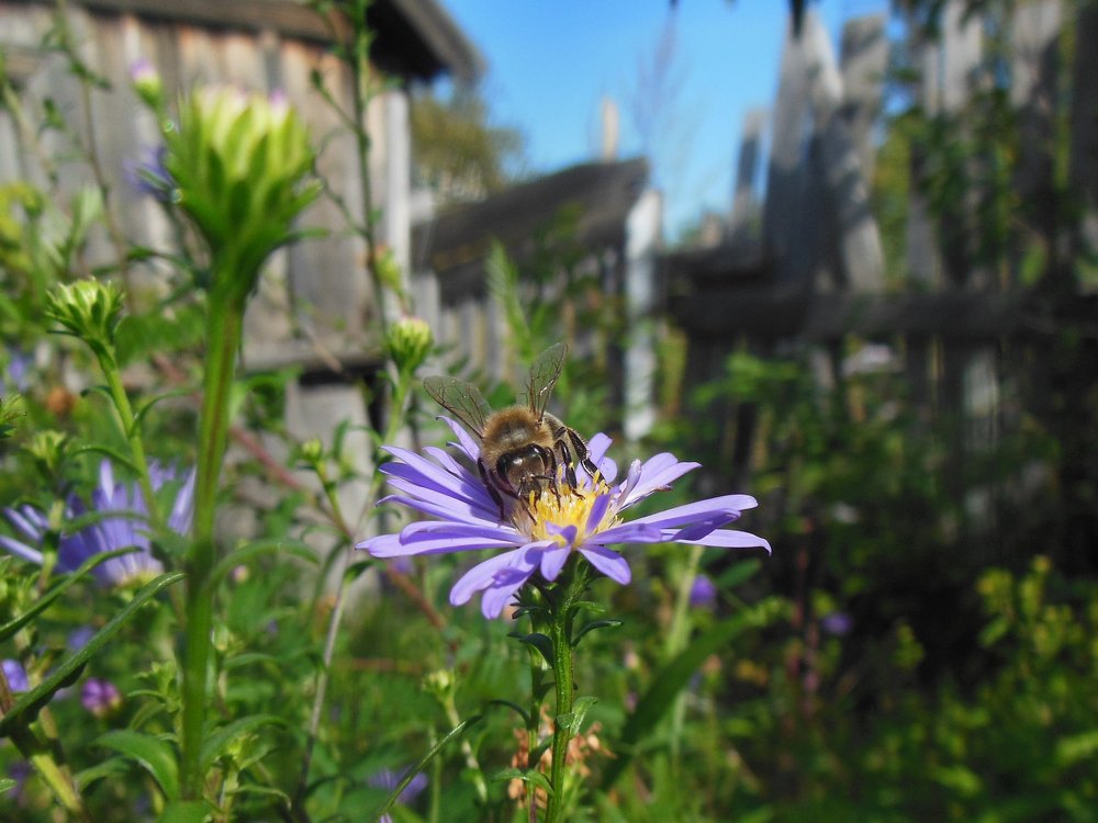 Фотография автора Клавдия Васильева