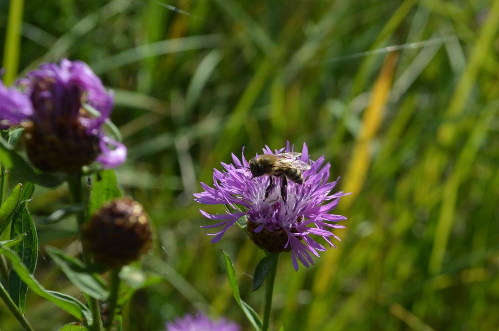 Фотография автора Клавдия Васильева