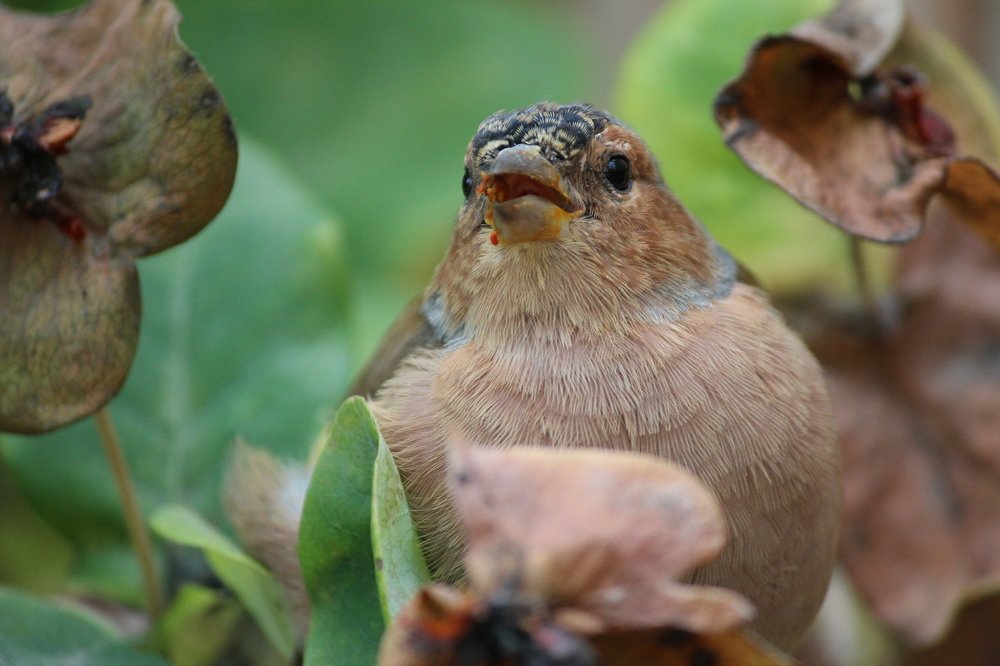Фотография автора Елена Колосова