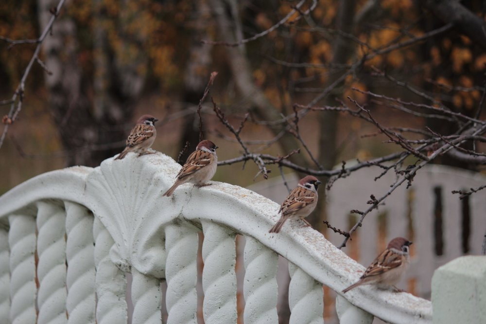 Фотография автора Елена Колосова