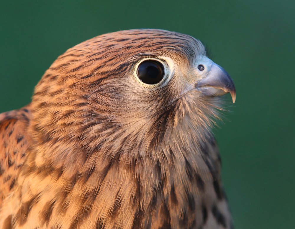 Photograph by E Hamdi Abdullah