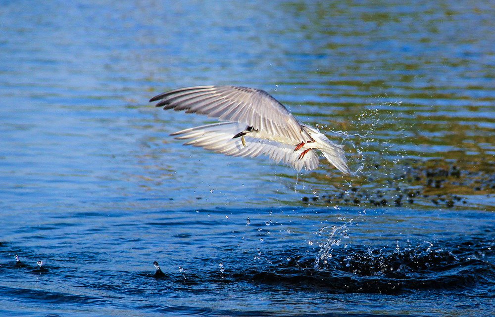 Photograph by E Hamdi Abdullah