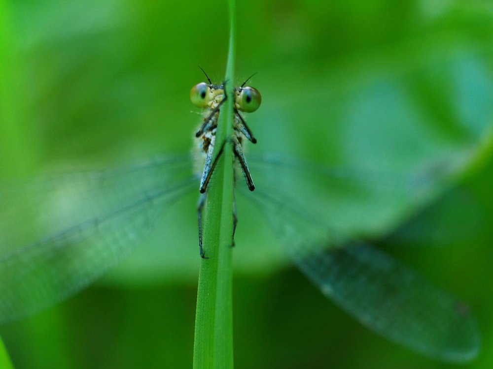 Я тебя вижу