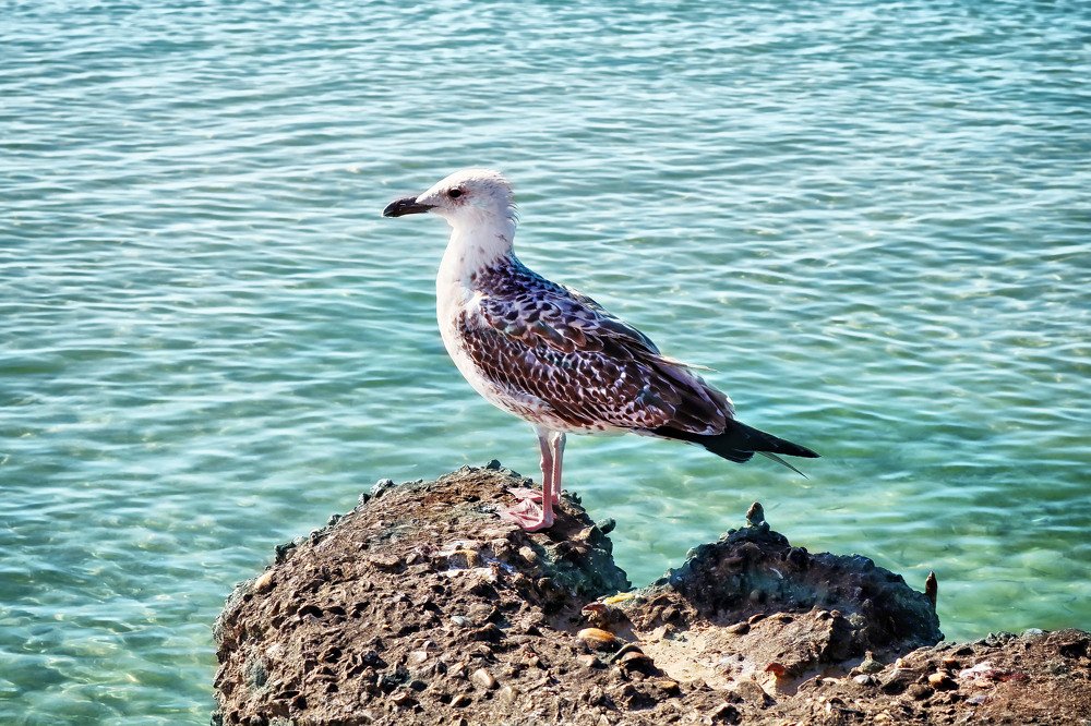 Фотография автора Анастасия Пищулова