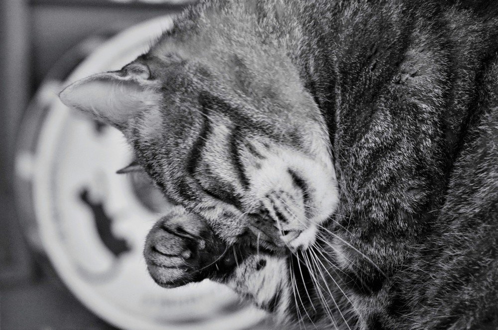 Photograph by Inga Butkovski