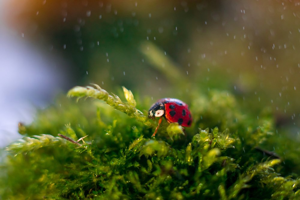 Photograph by Анна Молько