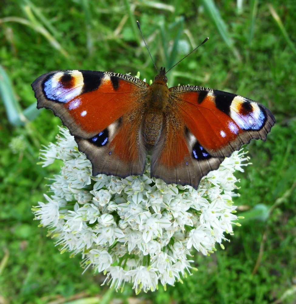 Photograph by Galina Leskova