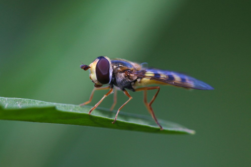 Photograph by E Hamdi Abdullah