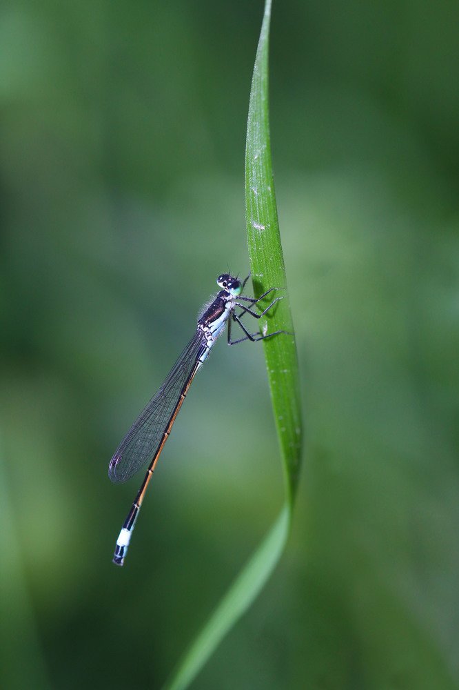 Photograph by E Hamdi Abdullah